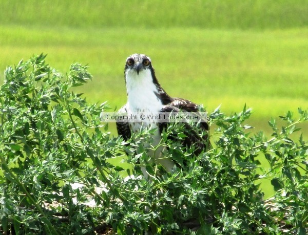 Osprey 1