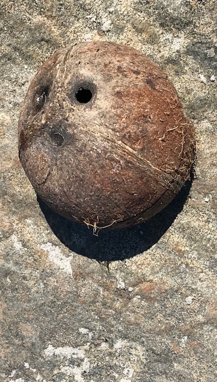 A coconut staring into the void