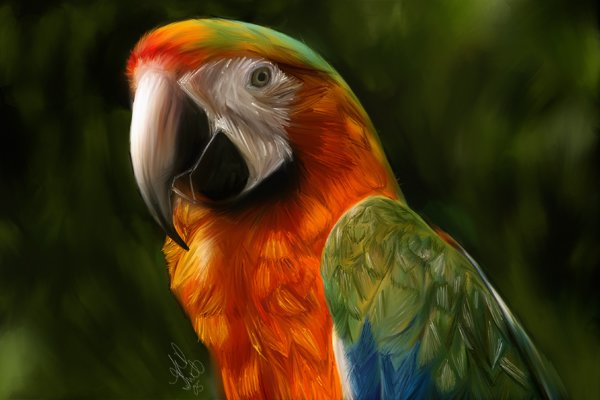 Single Parrot