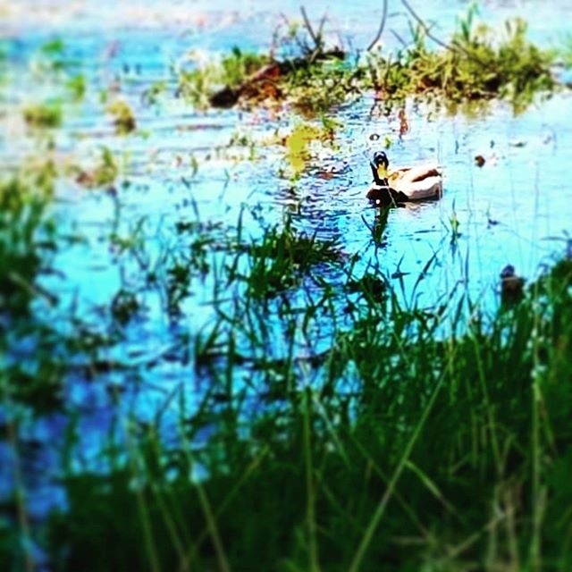 duck creekflooding avoidingthecurrent