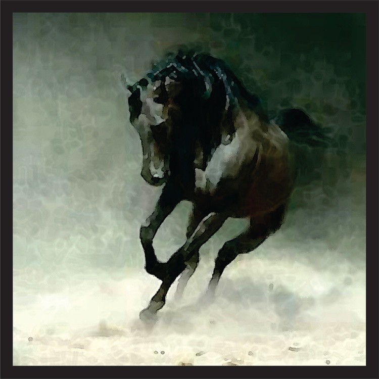 BLACK STALLION  CANVAS FINAL