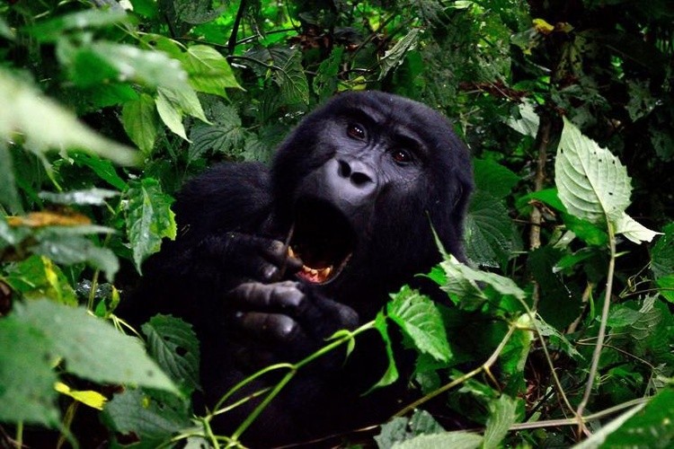 gorilla bwindi impenetrable forest