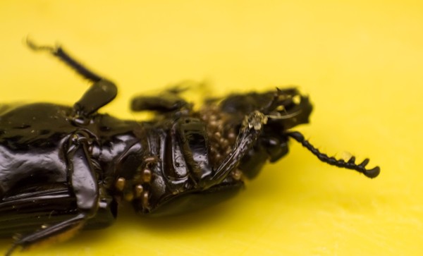 Beetle (2)