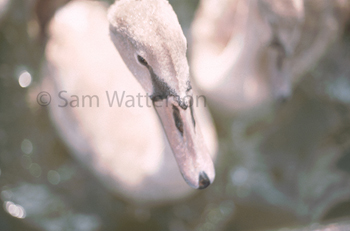 Signets (baby swan)