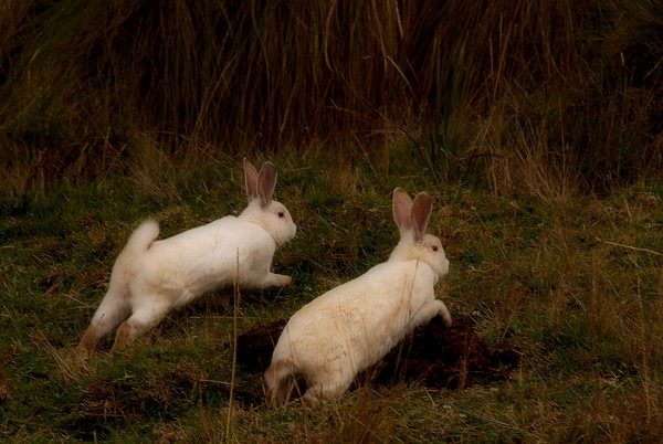Rabbits 2, Porcon, Cajamarca, Peru