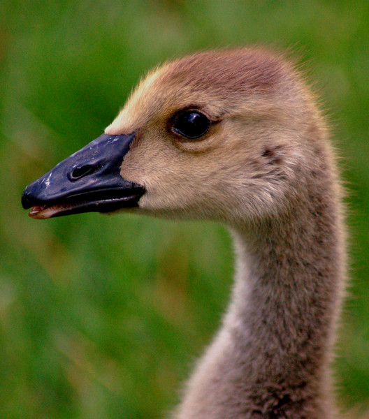 Baby Goose