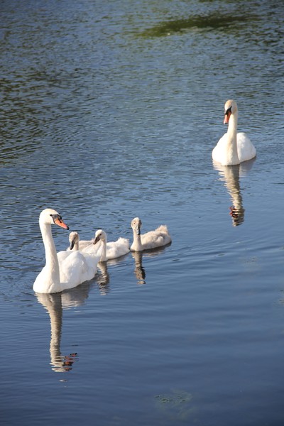 Ma and Pa Mute swan with babies