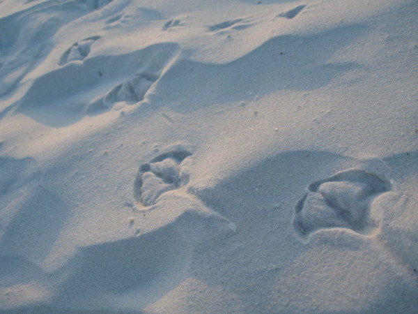 Seagull Footprints 4298.jpg