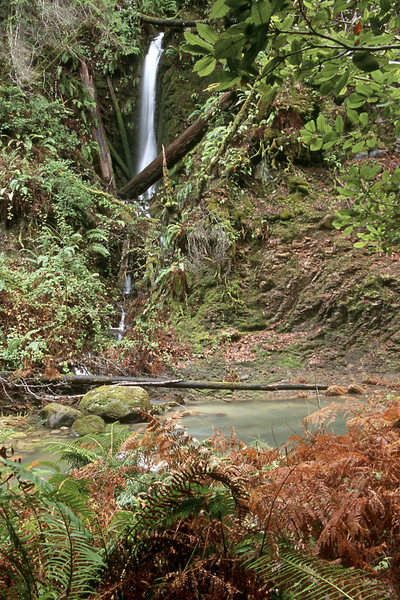 Waterfall in the Ferns