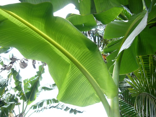 Banana Tree Foliage