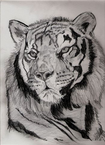 Tiger Sketch