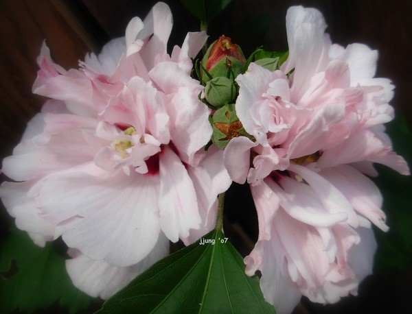 Althea-Rose Of Sharon~~