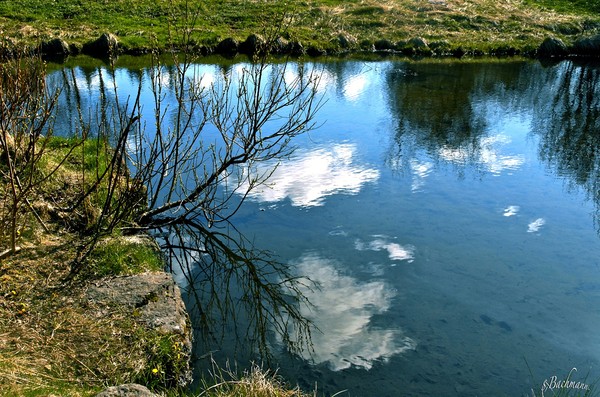 Reflection of Spring 