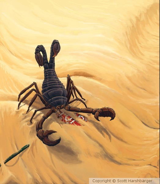 Desert Scorpion