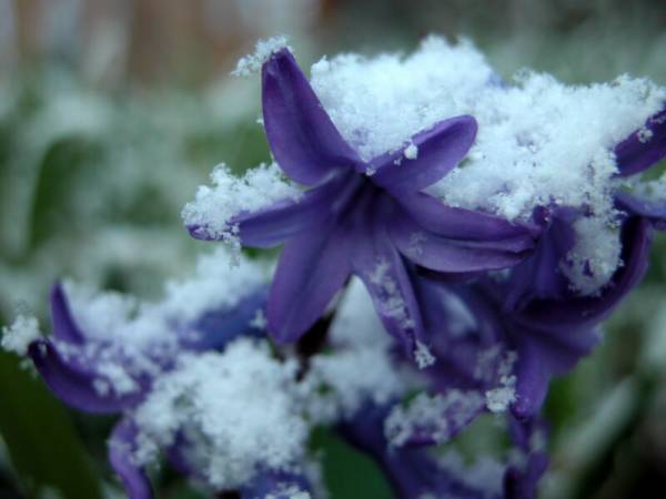 Snow on Hyacinth