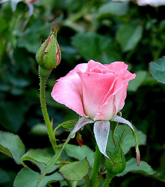 Pretty in Pink