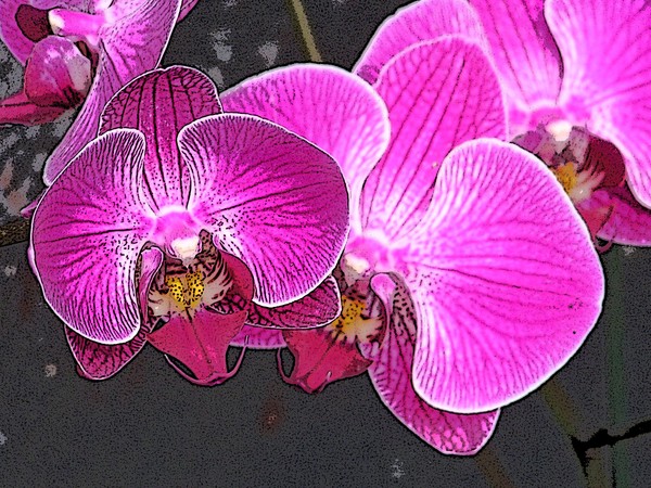   Phalaenopsis