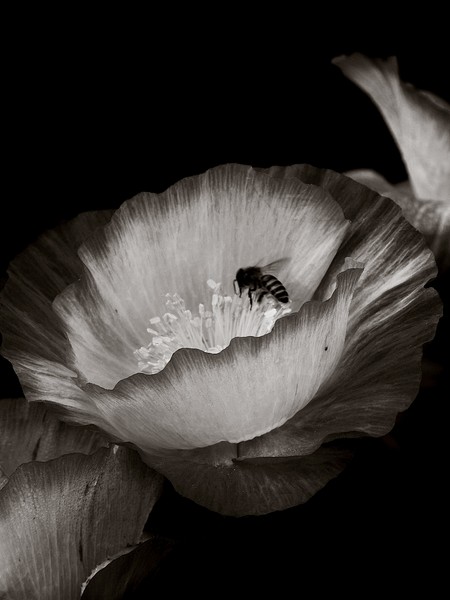 Painted Poppies