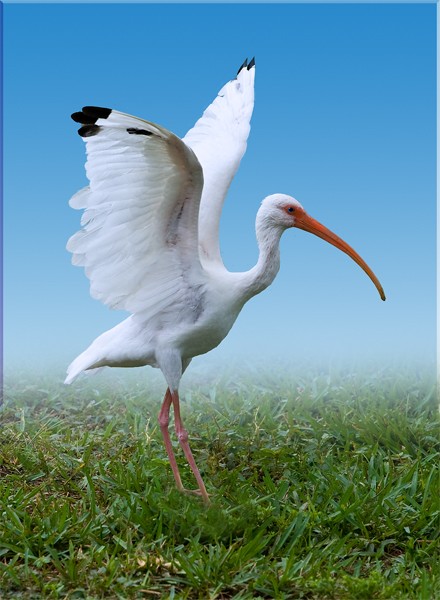 White Ibis Dancing on the Wind