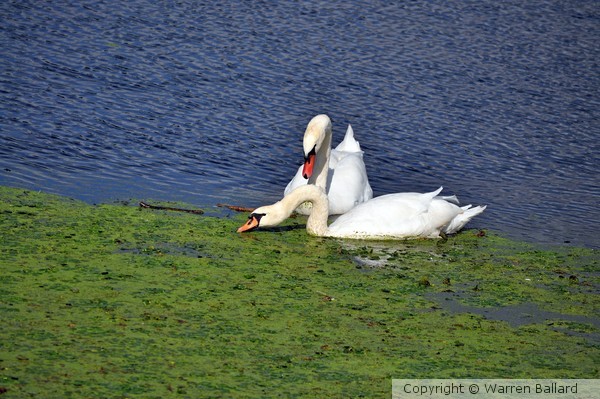 Mute Swans Feeding