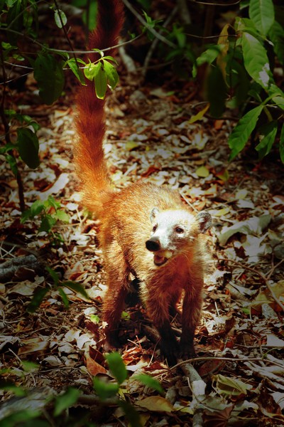 Coati mundi nose bear Mexico