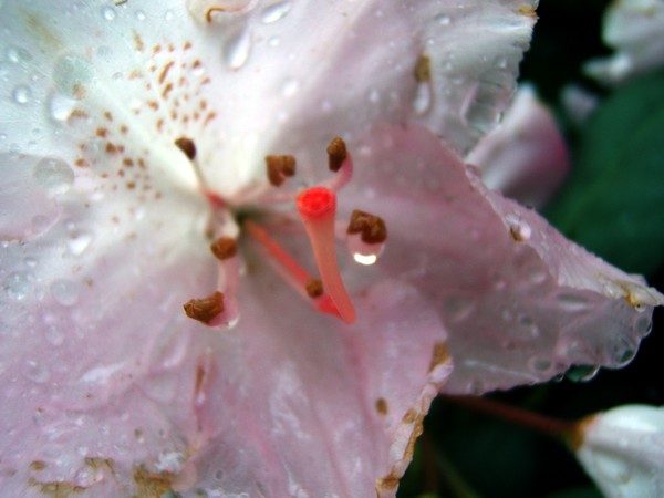 Pink rhododendron