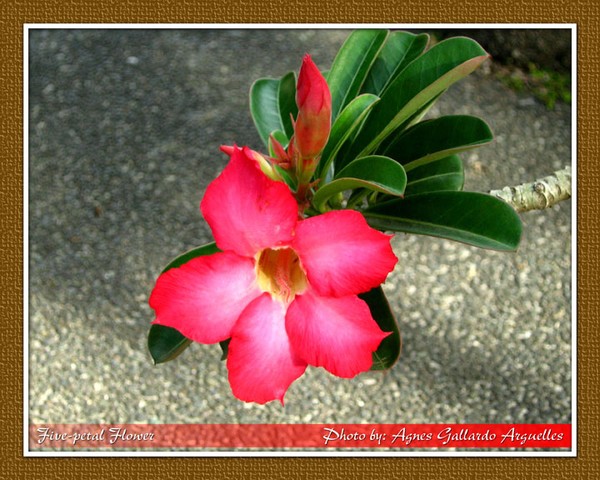 Five-petal Flower