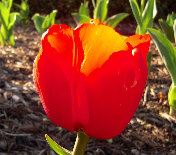 Sherwood Tulip