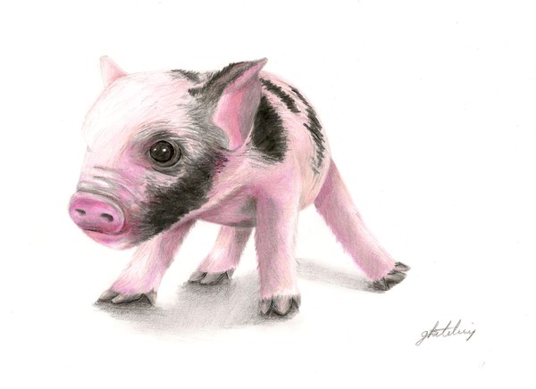 Micro Pig