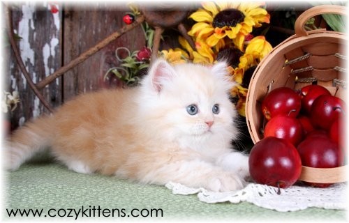 Cozy Kittens & Sue Johnson - www.cozykittens.com