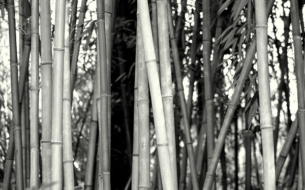 American Bamboo