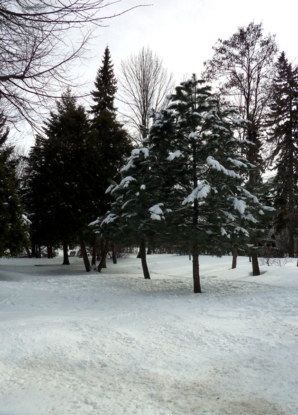 Westmount Park In Winter 2013