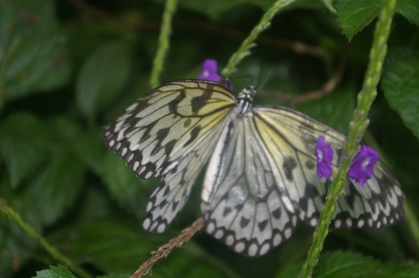 Niagra Butterfly Conservatory 42