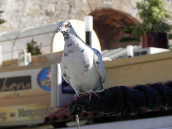 Pigeon Rhodes