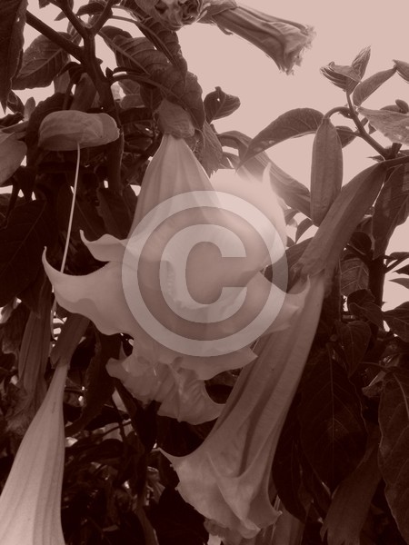 Brugmansia