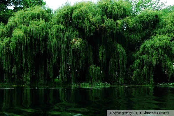 Willows Weeping 