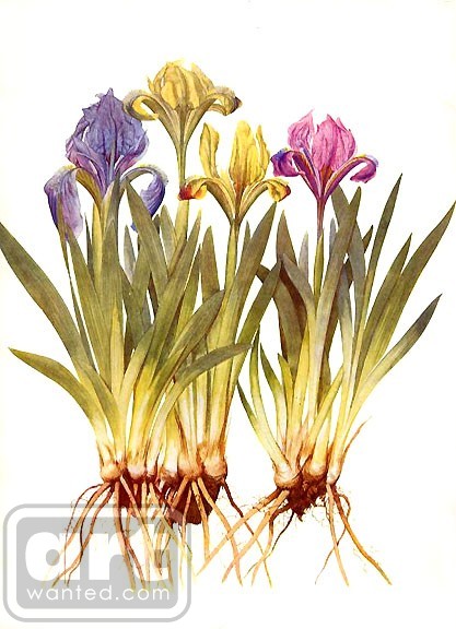 Irises  Pumica