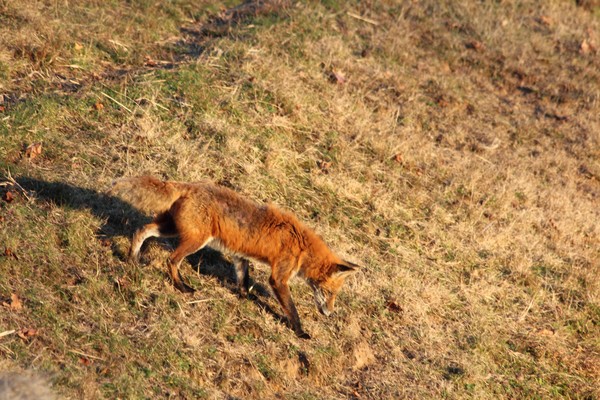 more foxey
