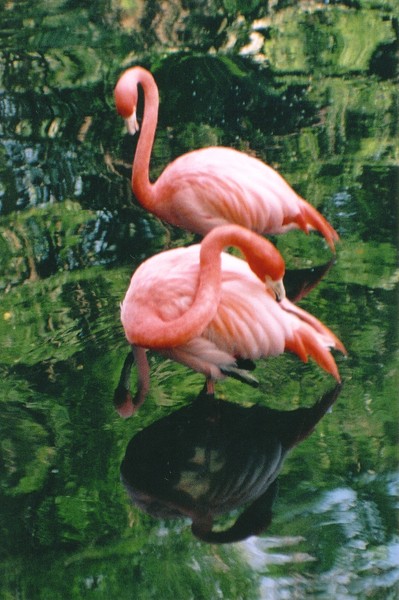 Flamingo Reflection