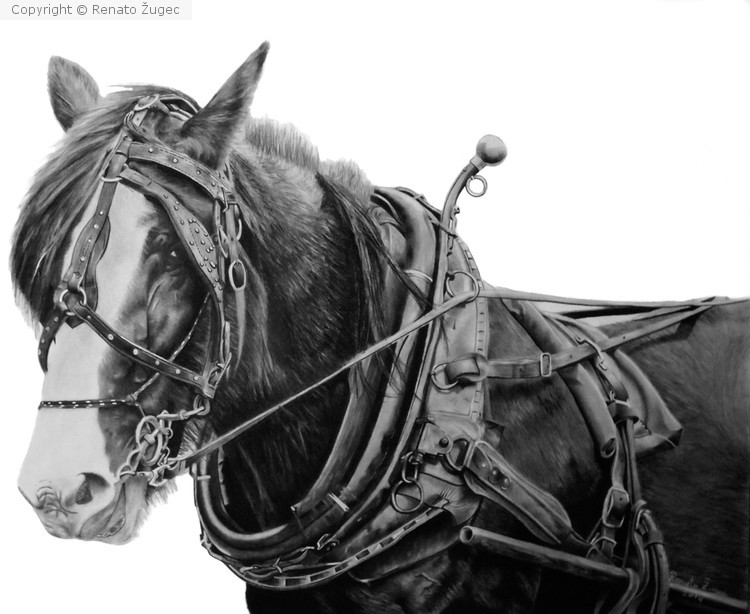 Harness Horse