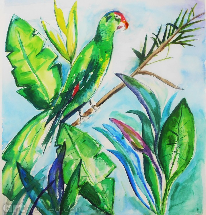 Rain Forest Parrot