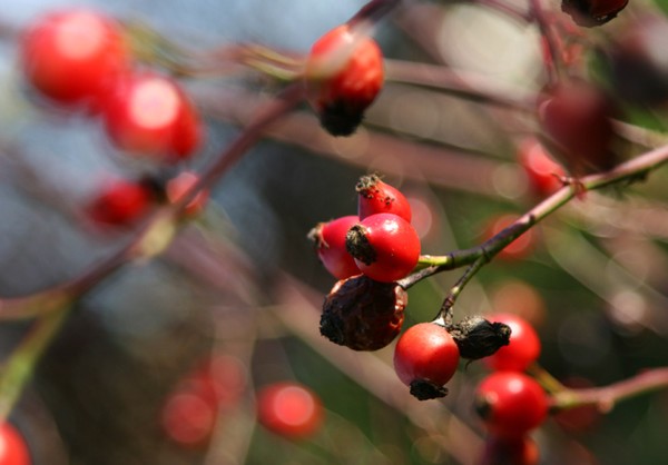 winter berrys