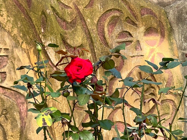 Rose against the Wall