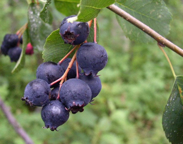 Saskatoons