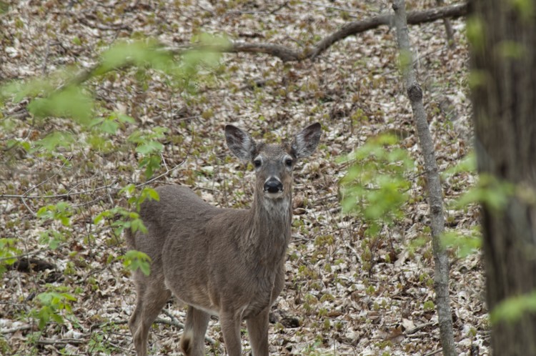 Happy Deer