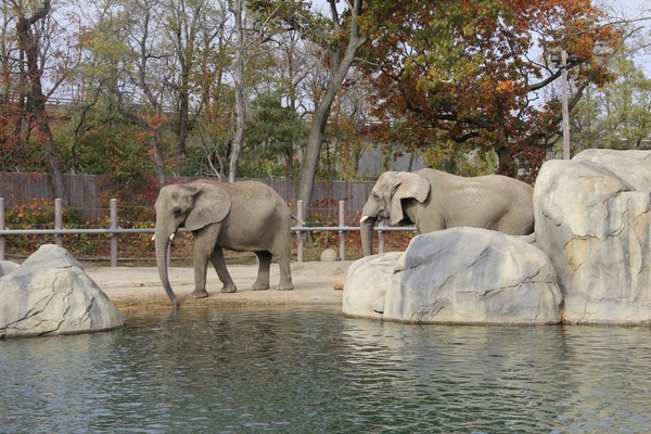 Roger williams zoo two elephants rockswater
