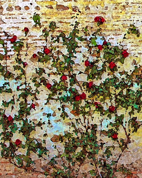 Alhambra Roses