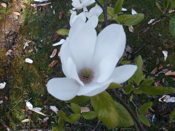 Magnolias Blossom