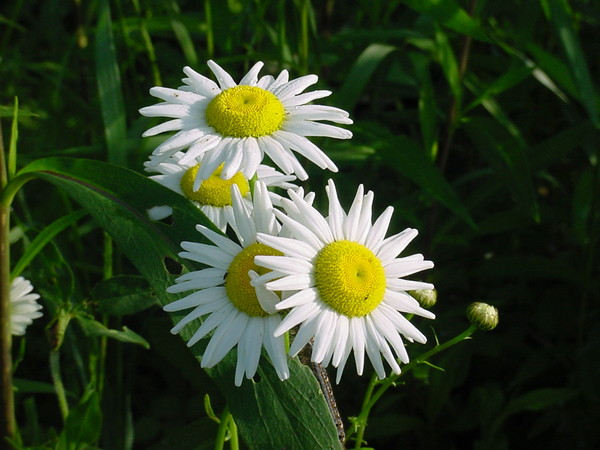 Daisy's At Dawn