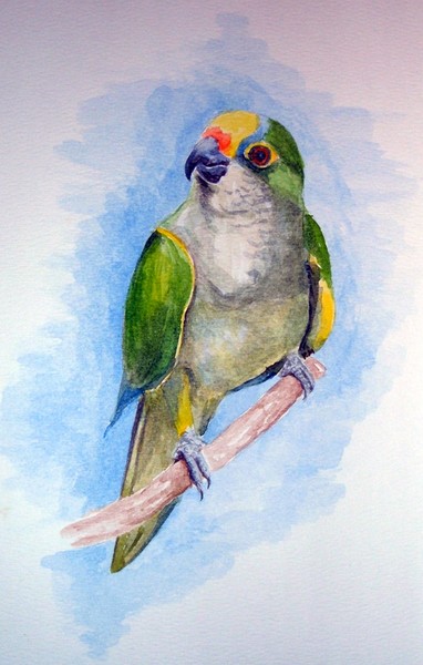 Gold-Crowned Conure